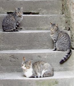 Escalier à chats
